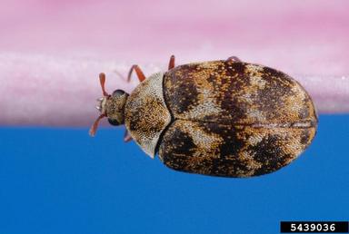 varied carpet beetle picture 2